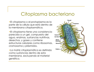 Citoplasma bacteriano