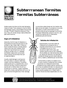 Subterrranean Termites - Termitas Subterráneas