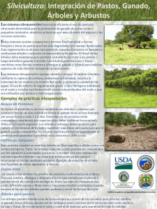 Silvicultura: Integración de pastos, ganado, Árboles y Arbustos