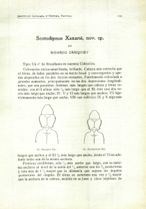 Scotodipnus Xaxarsi, nov. sp.