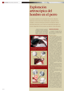 Exploración artroscópica del hombro en el perro ("Pdf"
