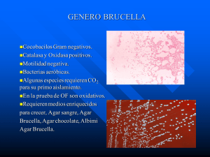 bacilos gram( -) no entericos