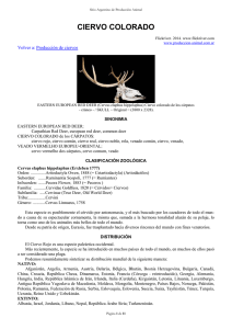 ciervo colorado - Produccion animal