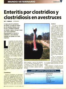 Enteritis por clostridios y clostridiosis en avestruces