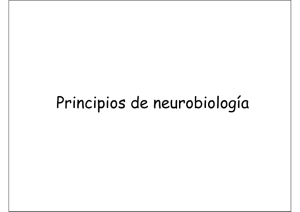 Principios de neurobiología