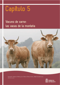 Vacuno de carne: las vacas de la montaña - Gobierno