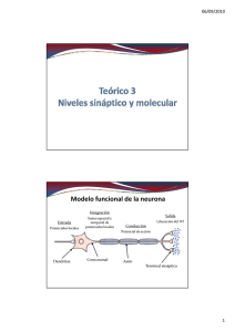 Modelo funcional de la neurona