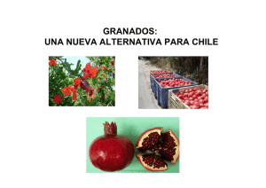 granados, una nueva alternativa en chile