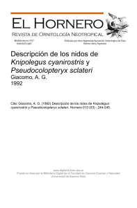 Descripción de los nidos de Knipolegus cyanirostris y