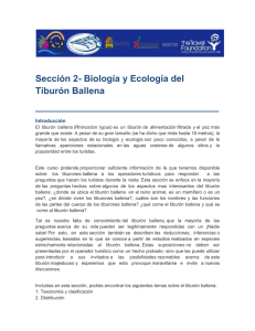 Sección 2- Biología y Eco Tiburón Ballena