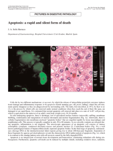 Apoptosis: a rapid and silent form of death