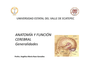 Generalidades de la anatomía y función cerebral