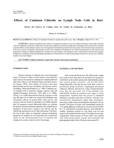 Effects of Cadmium Chloride on Lymph Node Cells in Rats