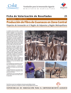 Producción de Fibra de Guanacos en Zona Central