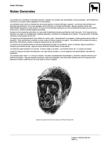 Primates - Antares Multimedia Productions
