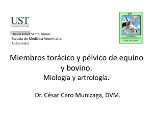 002-CC2014-Miologia y artrologia miembros animales