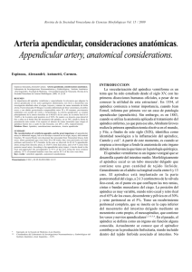 Appendicular artery, anatomical considerations.