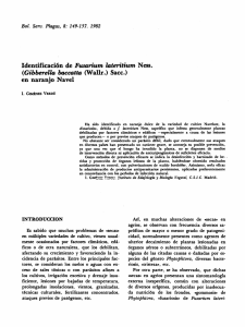 Identificación de Fusarium lateritium Ness. (Gibberella baccatta