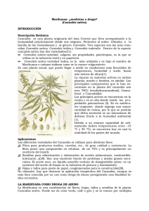 Marihuana: ¿medicina o droga? (Cannabis sativa