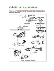 Ciclo de vida de los salmónidos