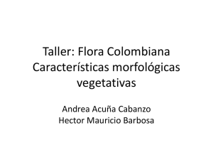 Taller Flora Colombiana Características morfológicas vegetaticas