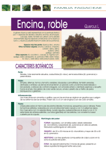 Ficha de la Encina, Roble