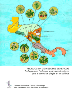 Producción de insectos benéficos Trichogramma Pretiosum