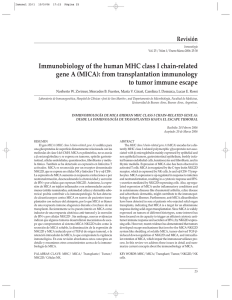 Immunobiology of the human MHC class I chain