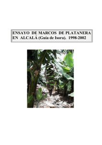 ENSAYO DE MARCOS DE PLATANERA EN ALCALÁ