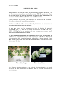 Boletín nº 26. Coliflor aire libre (23.07.2012) (PDF 490 KB.)