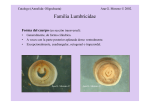 Familia Lumbricidae