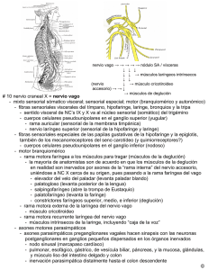 # 10 nervio craneal X = nervio vago
