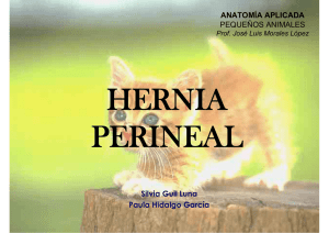 Hernia perineal.