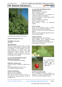 144.Solanum dulcamara - Comarca Ribera Baja del Ebro