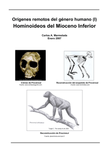 Hominoideos del Mioceno Inferior