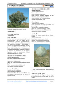 137.Populus alba - Comarca Ribera Baja del Ebro