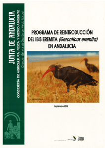 Resumen del programa de reintroducción del Ibis eremita
