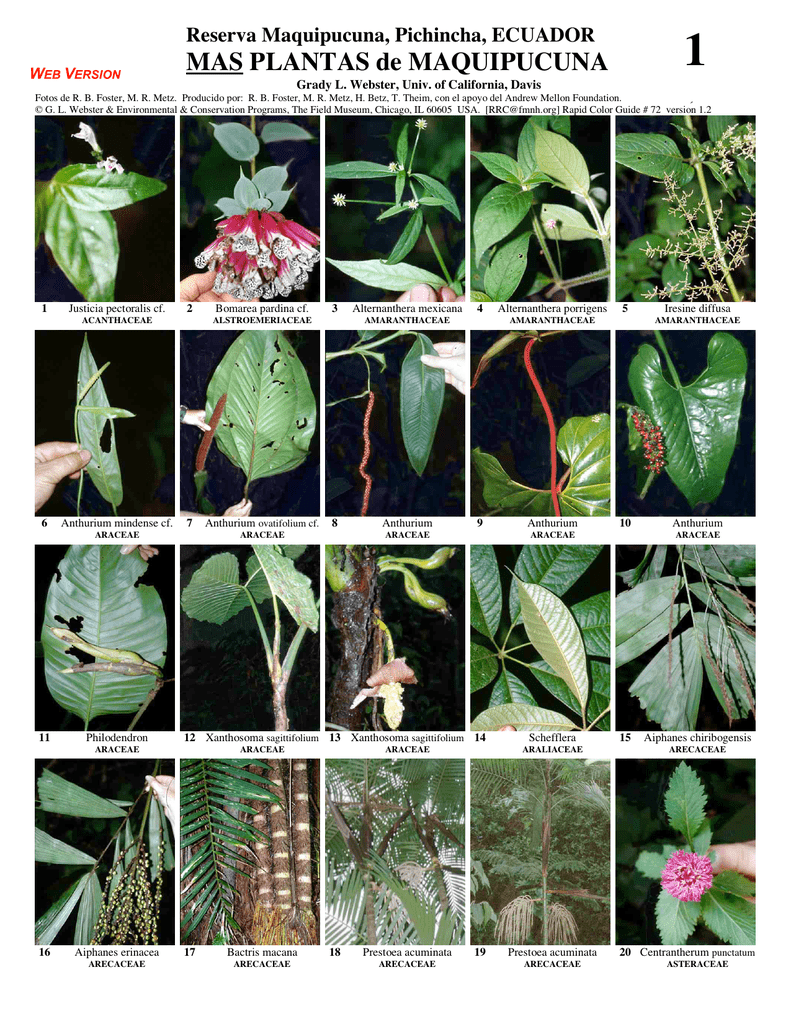 MAS PLANTAS de MAQUIPUCUNA - Field Guides