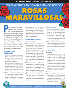 rosas maravillosas