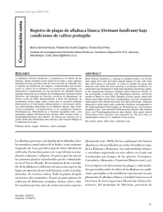 Registro de plagas de albahaca blanca (Ocimum basilicum