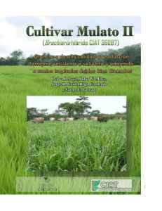 Cultivar Mulato II