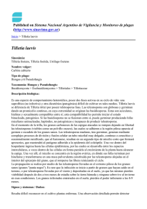 Tilletia laevis - Sistema Nacional Argentino de Vigilancia y
