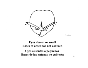 Eyes absent or small Bases of antennae not covered Ojos ausentes
