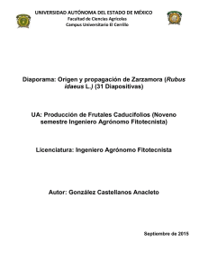 Diaporama: Origen y propagación de Zarzamora (Rubus idaeus L
