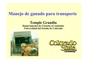Manejo de ganado para transporte