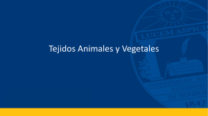 Tejidos Animales y Vegetales