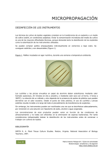 85 Micropropagación: desinfección de los instrumentos PDF