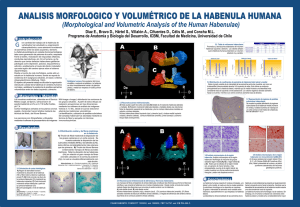 (Morphological and Volumetric Analysis of the Human Habenulae