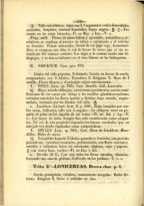 Tribu 2.a -LONICEREAS. Brown char. p. 4.