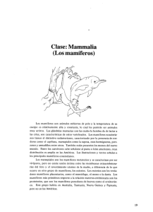 Clase: Mammalia (Los mam&iacute;feros) - patzelt